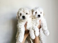 Mini boy maltese köpekler