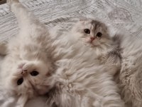Cok uygunsa safkan kaliteli longhair erkek