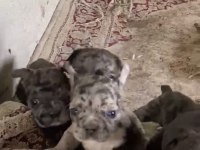 Yavru köpekler sahiplendirilecektir