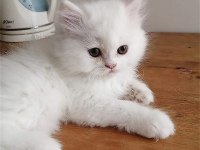 A KALİTE ORJİNAL İRAN KEDİSİ BEBEKLERİ