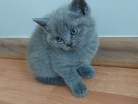 Teslime hazır british shorthair yavrumuz