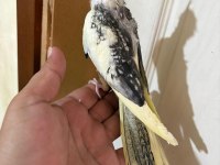 52 GÜNLÜK HARİKA BEBEK SULTAN