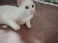 ÜCRETSİZ YAVRU VE ANNE ANKARA KEDİSİ DİŞİ
