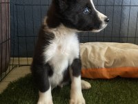 Ruhsatlı Çiftliğimizden Border Collie Yavrumuz