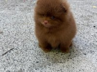 Çikolata erkek teddy bear garantili pomeranian