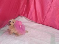SEVİMLİ MALTİPOO BEBEKLER