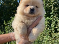 ORİJİNAL A KALİTE CHOW CHOW YAVRULAR