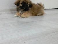 Safkan ırk garantili pekinez yavrular