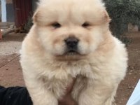 CHOW CHOW DÜNYASINDAN IRK GARANTİLİ YAVRULARIMIZ