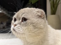 Ücretsiz Scottish Fold Kedisi 3 Yaşında
