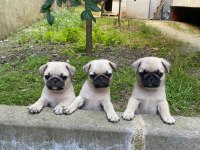 gül kuyruk pug yavrular heryere gönderilir