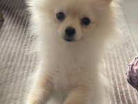 Pomeranian Boo 5 Aylık