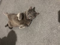 British Shorthair