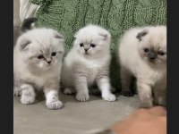 SAFKAN AYI SURAT MAVİ GÖZ KEDİLERİMİZ