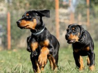 Avrupa king Doberman yavruları ruhsatlı çiftlikten