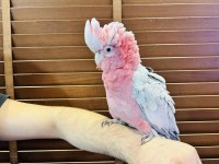 FULL EVCİL EĞİTİMLİ KONUŞAN GÜL KAKADU PAPAĞANIMIZ