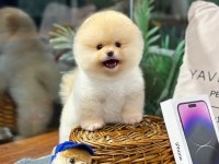 Eşsiz Güzellikte Pomeranian Boo Yavrularımız
