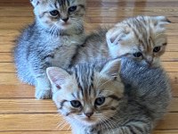 Scottish fold yavrular sahibinden sahiplendirilecek