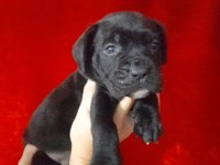 Cane corso 2 aylık