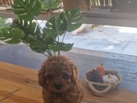 EV ORTAMINDAN KORE KAN TOY POODLE YAVRUSU