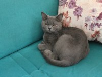 Çok uysal british shorthair