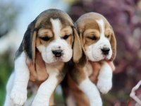 Beagle yavrularımız