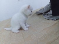 British shorthair yavru 28 günlük