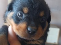 KOCA KAFA MACAR ROTTWEİLER KÖPEĞİ