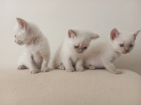 Safkan yavru harika kedilerim
