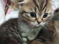 Minik scottish fold yavrularımız
