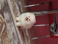 A KALİTE POMERANİAN YAVRULAR İÇİN ULAŞABİLİRSİNİZ