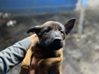 Safkan Belçika malinoisler