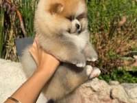 Orjinal Pomeranian Boo 