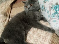 Ücretsiz sahiplendirme british shorthair