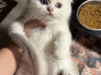 British Shorthair Golden Point Dişi Erkek Kardeşler