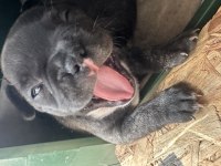 French bulldog yavrular