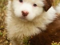 Çok iyi border collie yavruları istanbul