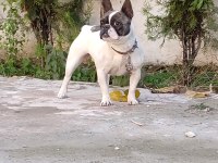 1.5 yaşında sağlıklı ve bakımlı dişi french bulldog