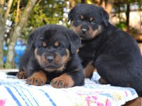 Akkuş Üretim Çiftliğinden Rottweiler Yavruları