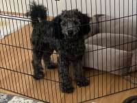 6 Aylık Silver Poodle