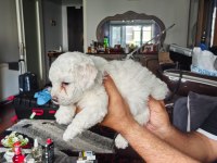MALTESE TERRİER YAVRULAR A KALİTE