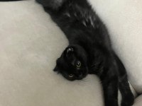 Scottish Fold Kedisi Sahiplendirme