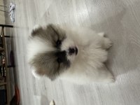 13 kasım doğumlu pomeranian bebeklere anne ve baba arıyoruz