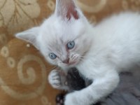 Beyaz British Shorthair