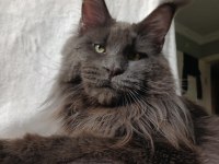 Harika sağlıklı maine coon dişi yavru