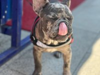 Merlin french bulldog