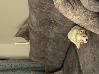 İstanbul içi sahiplendirilecek maltipoo