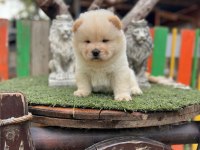 Üst Kalite Çin Aslanı Chow Chow Yavruları