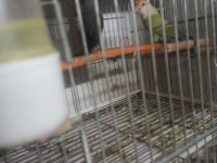 Son kalan Sevda Papağanı Takım