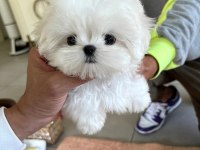Kore Mikro Boy Maltese Alissa